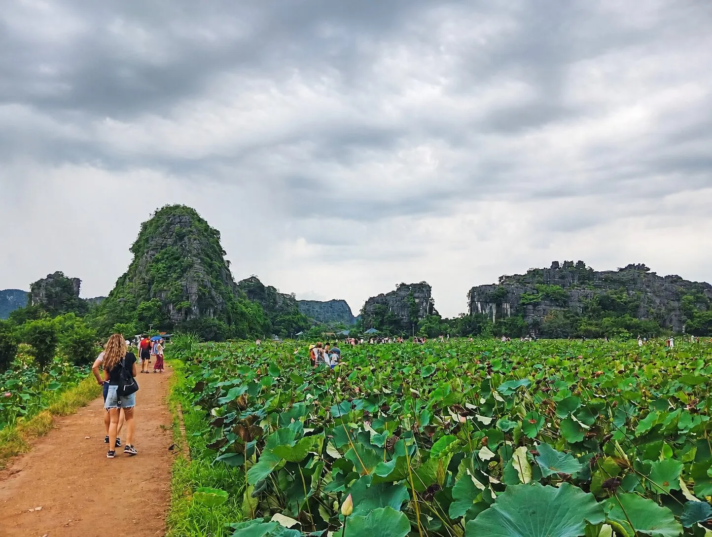 Đầm sen rộng lớn tại Hang Múa